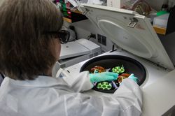 Female scientist shown working with stool samples 5Rr825