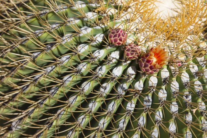 The Biznaga Cactus with Flower Blossom