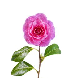 Cameria flower isolated in studio shoot