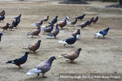 Multi-colored birds standing on gravel 0LoKPb