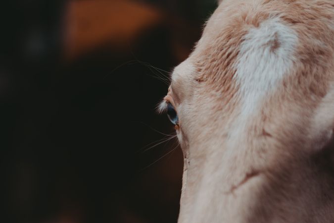 Horse on walk tied to tree and looking at camera