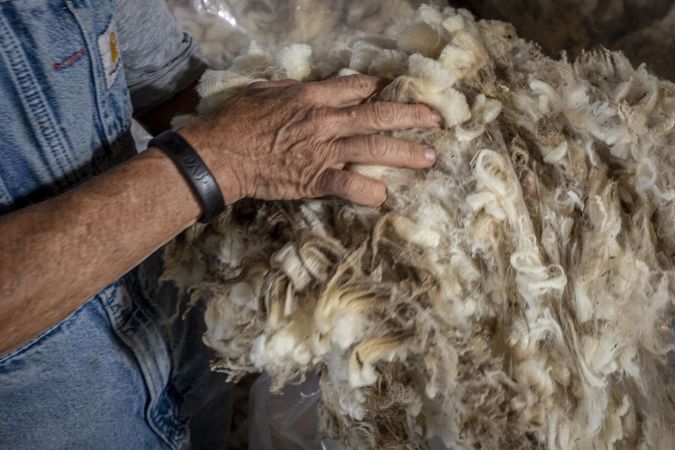 Close up of woman farmer’s hands touching Merino sheep wool
