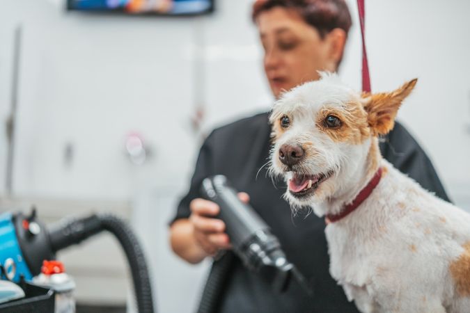 Woman drying dog in grooming salon
