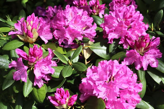 Beautiful flowers in a european garden in different colors