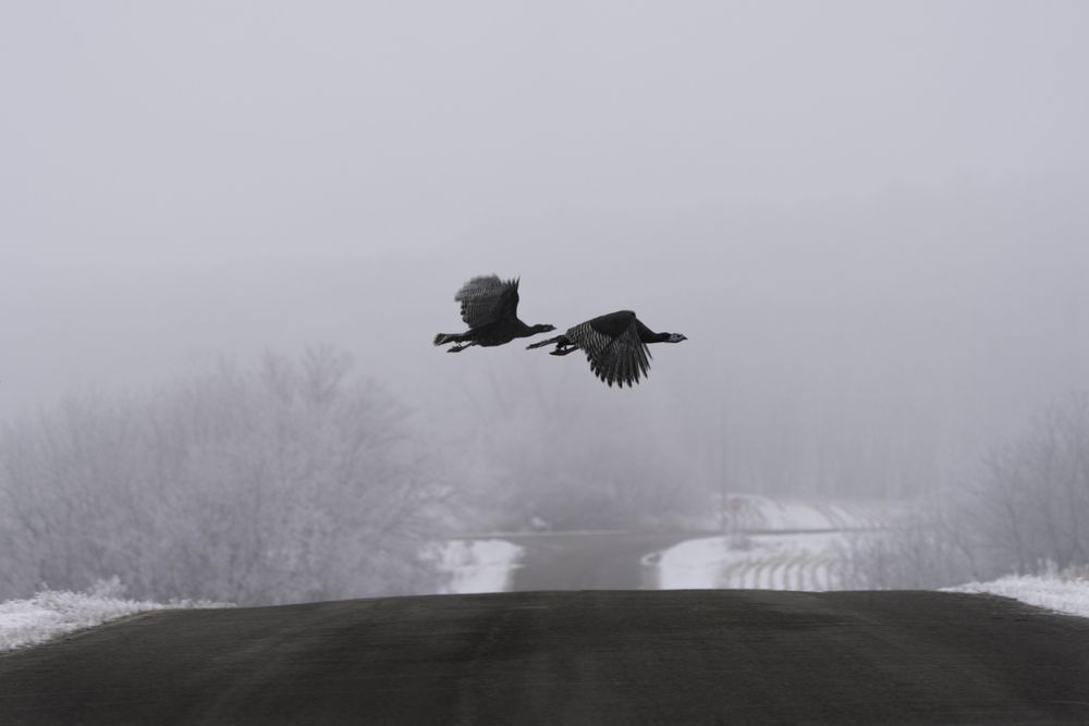 Wild turkeys flying over a road