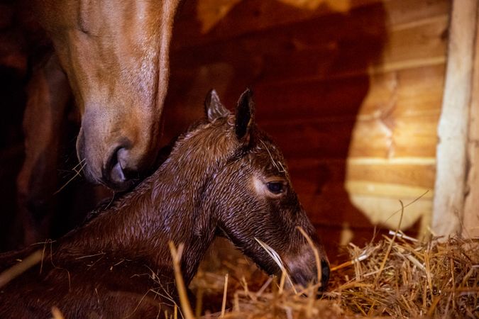 Brown horse and offspring eating grass indoor