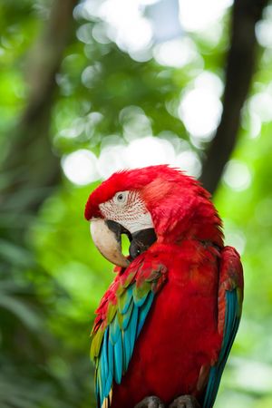 Red yellow and blue macaw outdoor