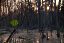 Single green leaf in front of swamp at dusk