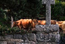 Brown cows near a rock wall