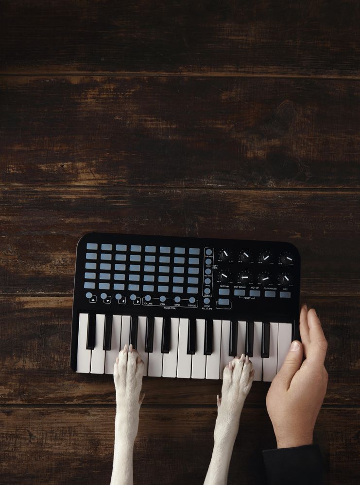Dog and man playing MIDI keyboard