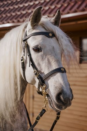 horse in snaffle behind wooden fence