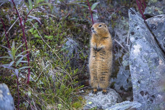 Curious arctic ground squirrel