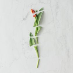 Chopped tulips on marble background
