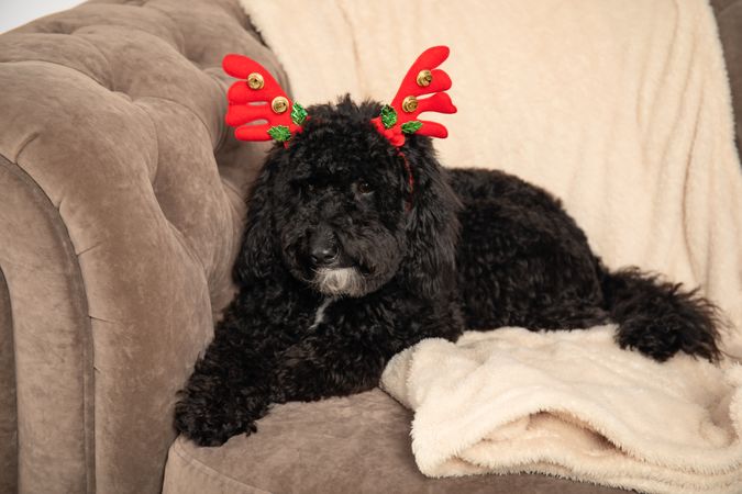 Concept of Merry Christmas, funny Christmas dog