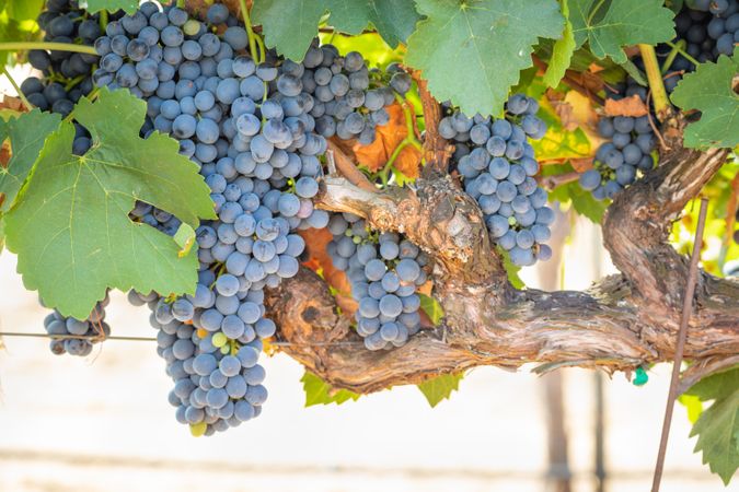 Vineyard with Lush, Ripe Wine Grapes on the Vine Ready for Harvest