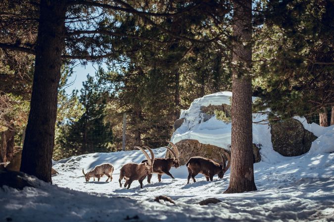 Wild goats pasturing near tree between snow