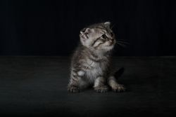 Gray tabby kitten against dark background
