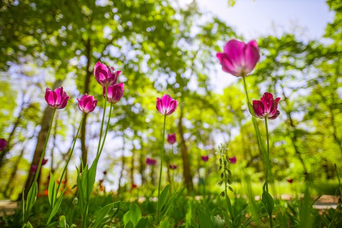 Forest floor with pink tulips