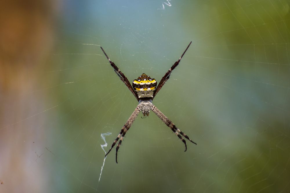 A Signature Spider hanging from its web at a park in Mumbai