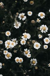 Amazing daisy flower field