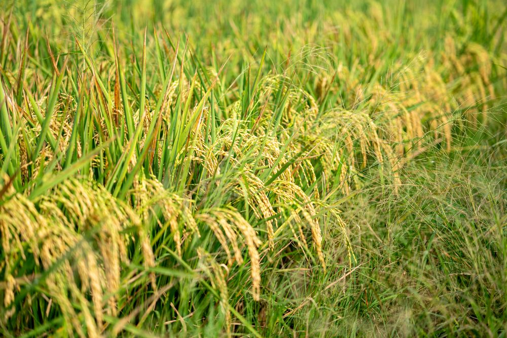 Golden rice plants in field ready for harvest