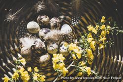 Quail eggs with feathers and yellow flowers in basket, close up 49N6yb