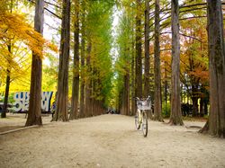 Bike amoung very tall trees in autumn