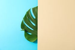 Green monstera on two tone background, space for text