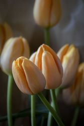 Copake, New York - May 19, 2022: Peach colored tulips 48mlkb