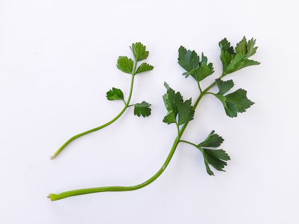 Fresh Green Celery Leaves Isolated on Plain Background
