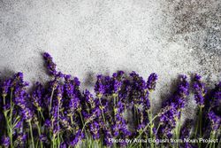 Summer background with lavender flowers on grey counter 5XrEGk