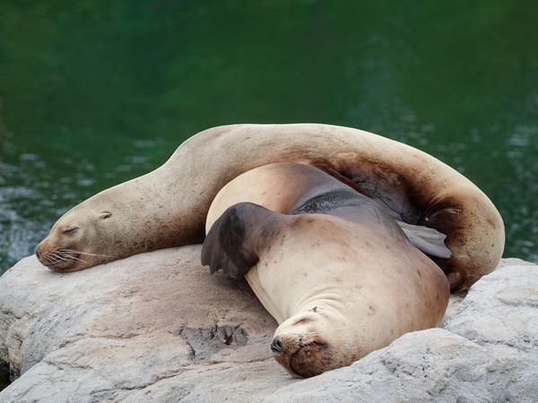 Napping Steller Sea Lions (Eumetopias jubatus)