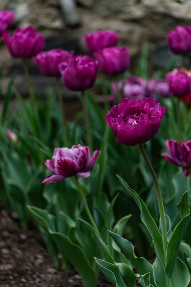 Brightly coloured tulip flowers in the spring garden