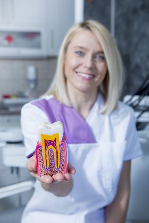 Smiling female dentist holding a oversized model of tooth for educational purposes