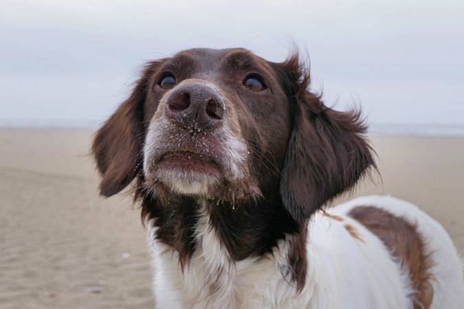 French spaniel dog in close-up