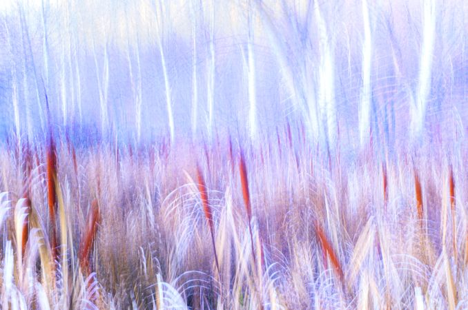 Typha plant in purple light