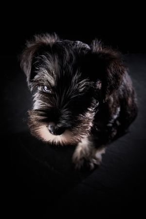Little miniature Schnauzer dog