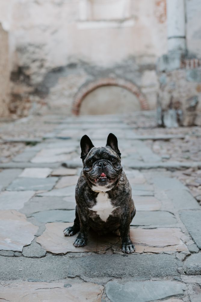 Adult bulldog on street
