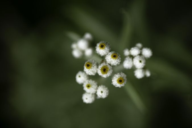 Pearly Everlasting in McGregor, Minnesota