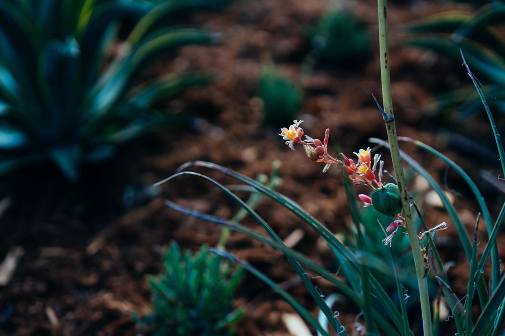 Flowering succulent