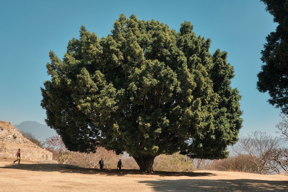 Large tree with people walking under