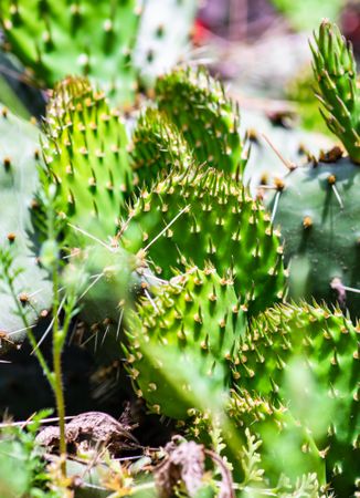 Opuntia cactus in a tropical garden, vertical