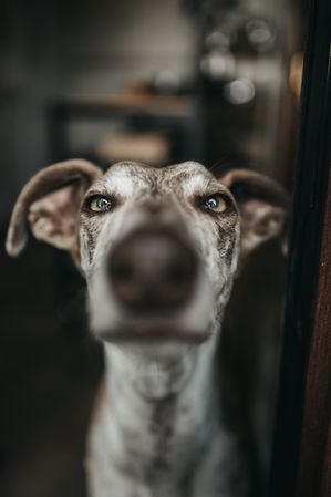 Funny greyhound looking out window