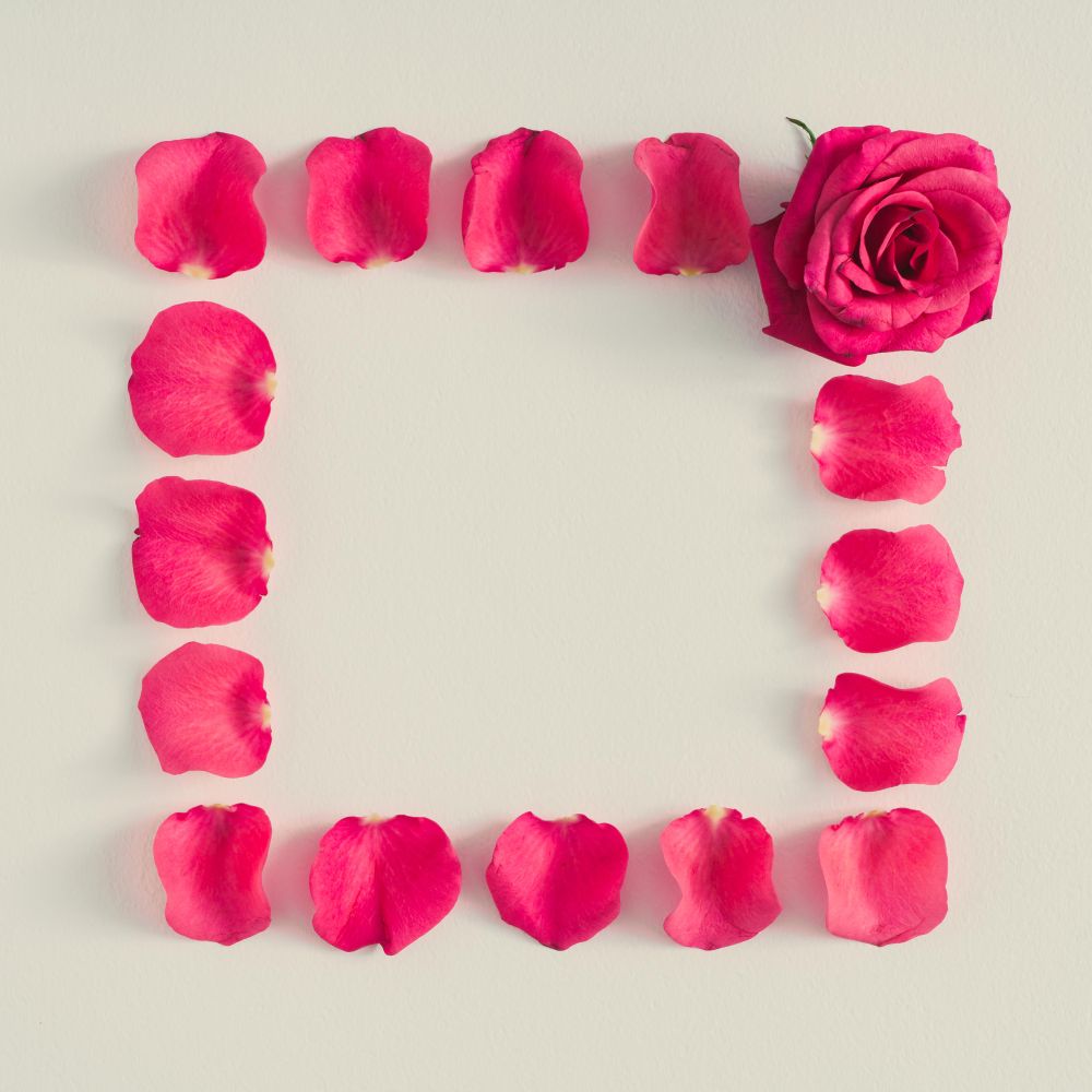 Frame of rose petals and flower