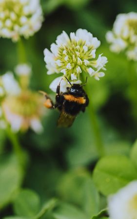 Bumblebee Pollinating Clover Flower Macro