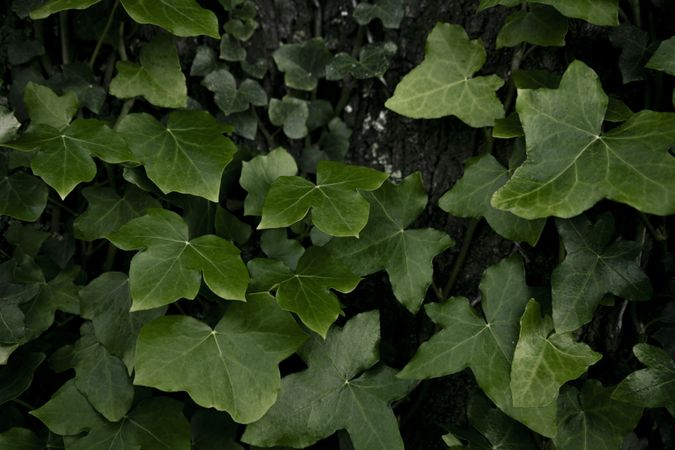 Ivy leaves of climbing plant. Lush green background of nature.