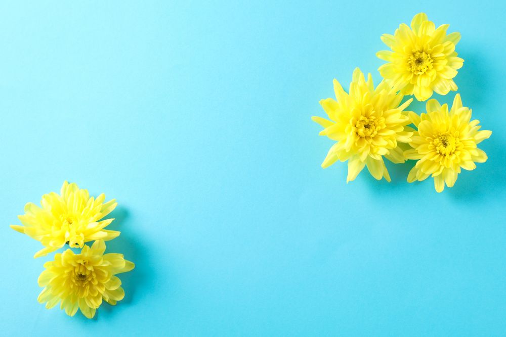 Yellow chrysanthemums on blue background, space for text