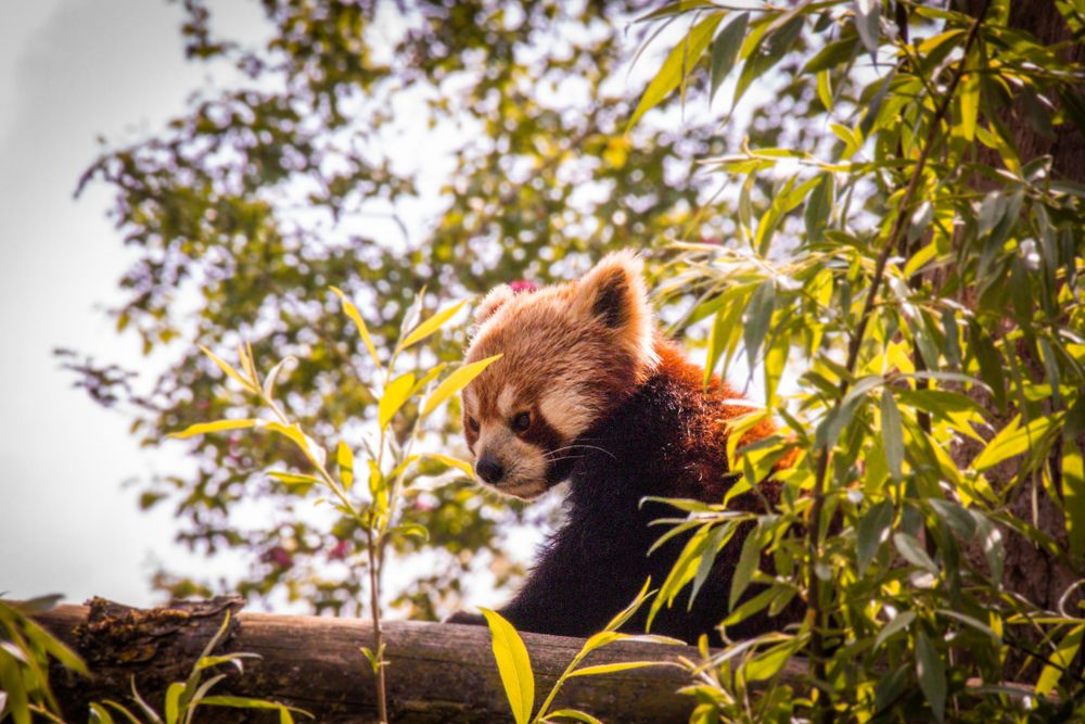 Red panda