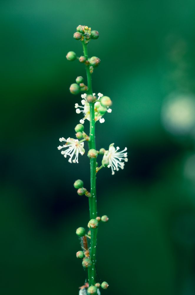 the delicate beauty of a grass flower, showcasing its slender, feathery petals and intricate structure