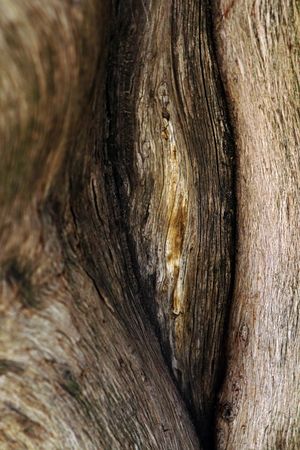Texture of brown tree bark in nature